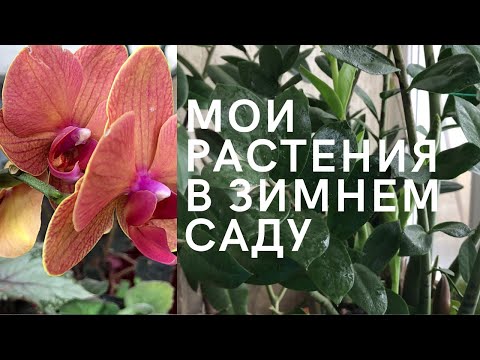Видео: Мои растения в зимнем саду.