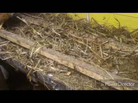 Видео: Обустройство курятника. Кормление кур зимой.