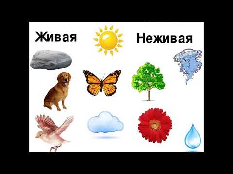 Видео: Уроки живой природы