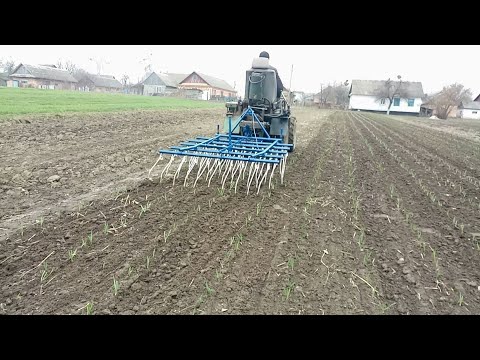 Видео: Перше весняне підживлення часнику та закриття вологи