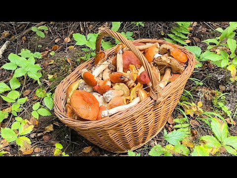 Видео: Две полных корзины   за два часа !