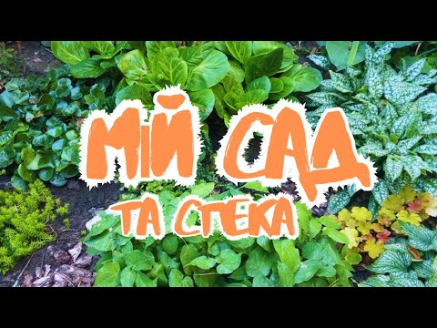 Видео: ЯК МІЙ САД переживає СПЕКУ +36* 🧡🌿 Без дощу!