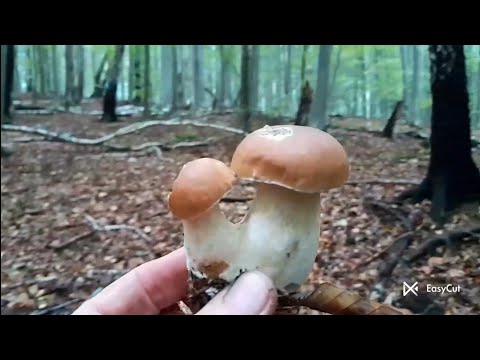 Видео: Я з Компанією Знову... з Грибами 🍄‍🟫🍄‍🟫🍄‍🟫 Поведем Розмову.