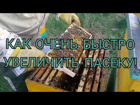 Видео: БЫСТРО УВЕЛИЧИВАЕМ ПАСЕКУ, СОЗДАНИЕ ОДНОРАМОЧНЫХ ОТВОДКОВ И СЕМЕЙ МЕДОВИКОВ. УМНОЕ пчелаводство.