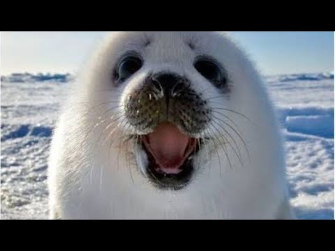 Видео: Тюлени просто хлопают себе по пузику.