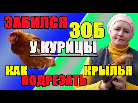 Видео: 1. Забился зоб у курицы. Профилактика . 2.Как подрезать крылья цыплятам.