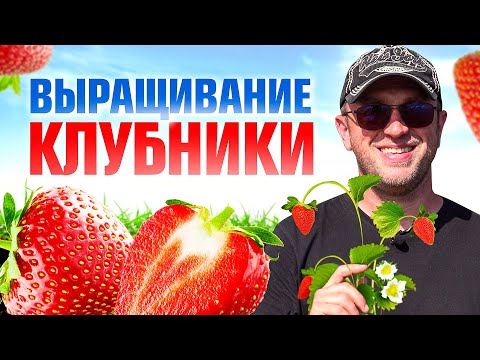 Видео: 9 правил как правильно посадить клубнику / Илья Макаров