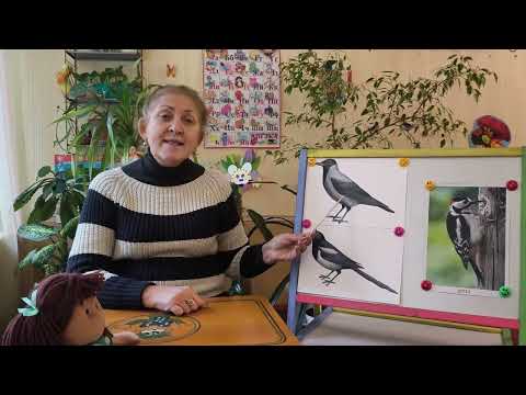 Видео: Заняття по ознайомленню з природним довкіллям -- "Зимуючі птахи"(2 частина).