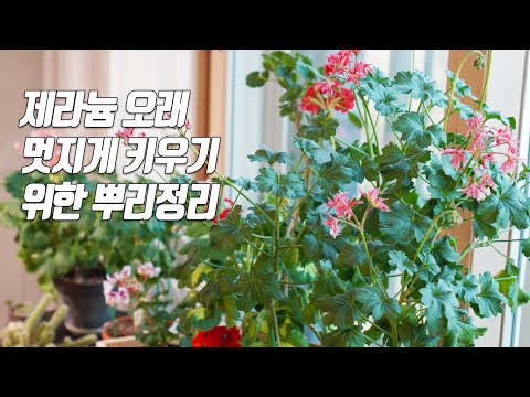 Видео: Если вы хотите хорошо выращивать герантий в течение длительного времени, вы должны очистить корни. !