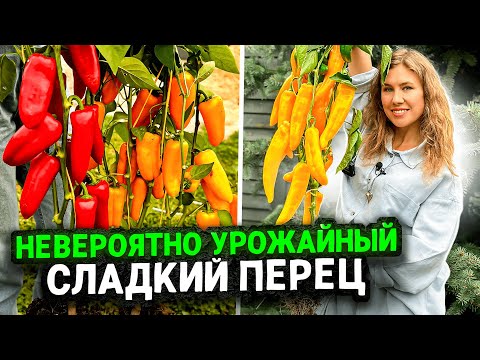 Видео: НЕВЕРОЯТНО УРОЖАЙНЫЙ СЛАДКИЙ ПЕРЕЦ ДЛЯ ВЫРАЩИВАНИЯ, ПОЗАВИДУЮТ ВСЕ СОСЕДИ НА ДАЧЕ