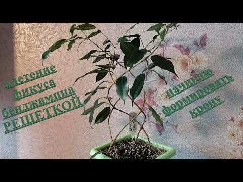 Видео: плетение фикуса решеткой | формирование кроны часть 1