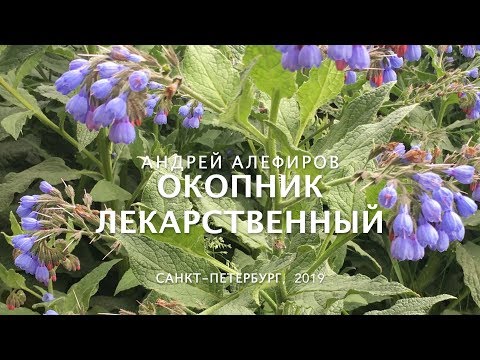 Видео: Окопник лекарственный. Алефиров А.Н.