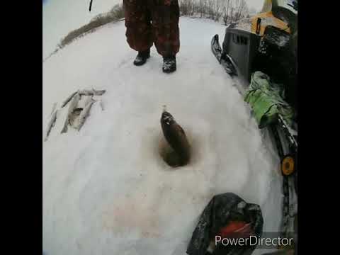 Видео: Хайрюзово, микижа