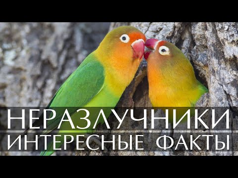 Видео: Неразлучники - интересные факты