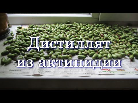 Видео: Дистиллят из актинидии | ОтГабриэливание