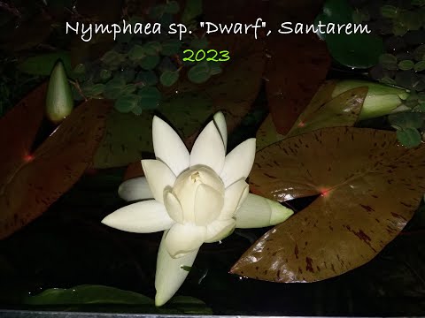 Видео: Карликова німфея Сантарем від бутона до квітки (Nymphaea sp. "Dwarf", Santarem)