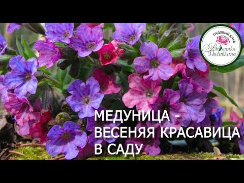 Видео: МЕДУНИЦА В САДУ