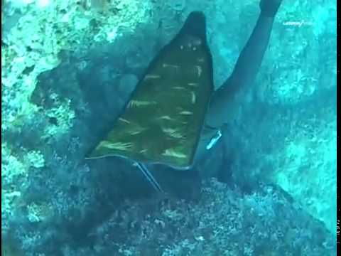 Видео: Азбука подводной охоты от Андрея Лагутина