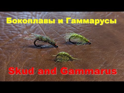 Видео: Нимфы Sсud and Gammarus Бокоплавы и Гаммарусы