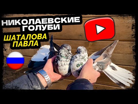 Видео: Николаевские голуби Павла Шаталова г.Самара 2024