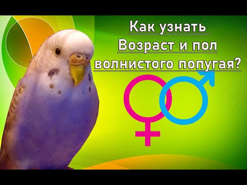 Видео: КАК УЗНАТЬ ВОЗРАСТ И ПОЛ ВОЛНИСТОГО ПОПУГАЯ ЗА 1 МИНУТУ?!