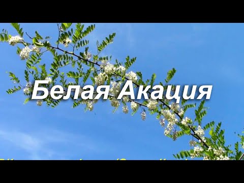 Видео: Белая Акация