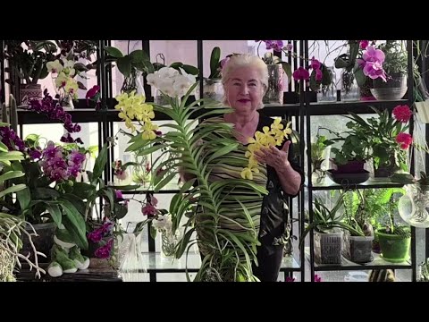 Видео: Мой личный опыт в уходе и содержании орхидеи ВАНДА