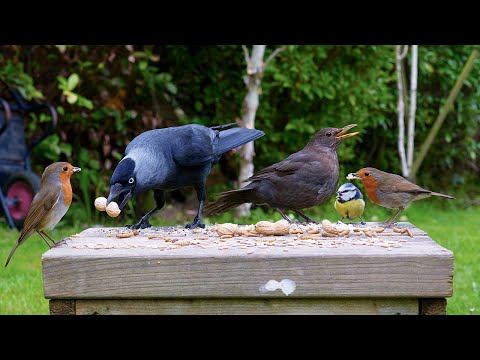 Видео: Тв для кошек 🕊️ Весенние птицы и белки перекусывают на табуретке 🐿️ Тв для кошек 4K