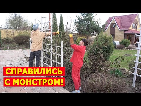 Видео: Каждый год мучимся, но отказаться не можем! Её красота затмевает весь сад!