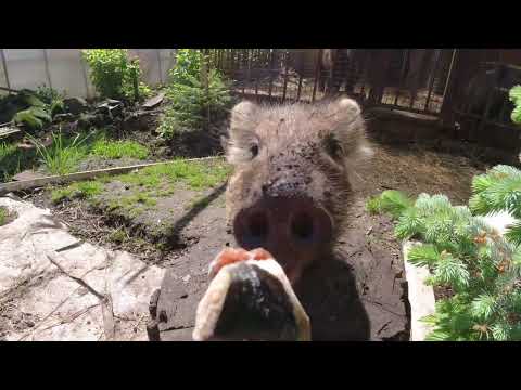 Видео: Фунтик младший!!!!!