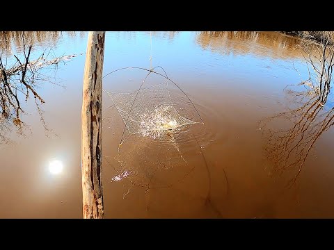 Видео: ВЫШЕЛ ЗА ОГОРОД И НАДУБАСИЛ РЫБЫ! КАРАСИ И ПЛОТВА ПОЧТИ КАЖДЫЙ ПОДЪЁМ. Рыбалка на паук- подъёмник