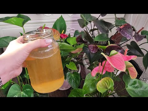 Видео: НАЛЕЙТЕ ЭТО в АНТУРИУМ ЗИМОЙ и даже дохлый цветок оживет, наберется сил и зацветет, натурально