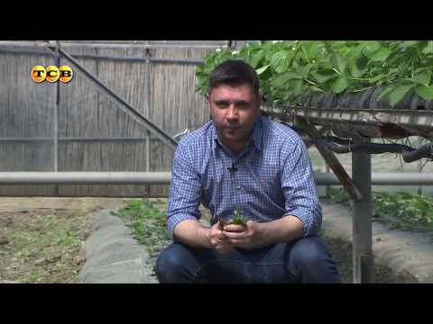 Видео: Как создать клубничный рай. 6 соток 18.04.2017
