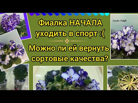 Видео: Показываю 2 способа как вернуть фиалке сортовые качества, если она НАЧАЛА ухадить в спорт!