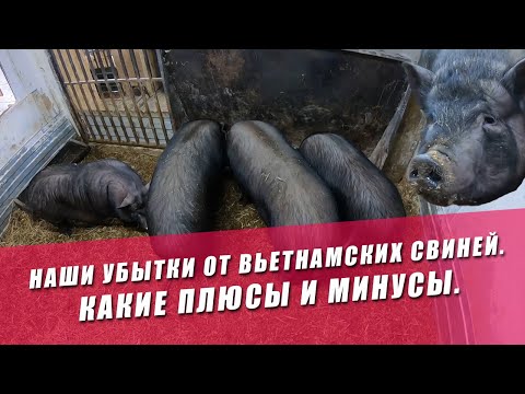 Видео: НАШИ УБЫТКИ ОТ ВЬЕТНАМСКИХ СВИНЕЙ. КАКИЕ ПЛЮСЫ И МИНУСЫ.