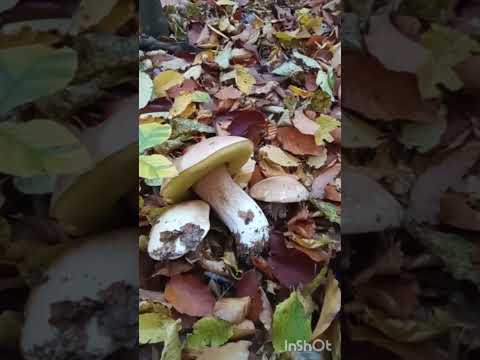 Видео: Дві годині і пів кошика накосив білих!