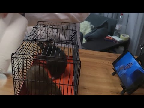 Видео: Крысы смотрят тренды Ютуба 24 часа - Научный эксперимент