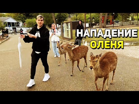 Видео: Братишкин КОРМИТ ОЛЕНЕЙ в ПАРКЕ / Мазеллов