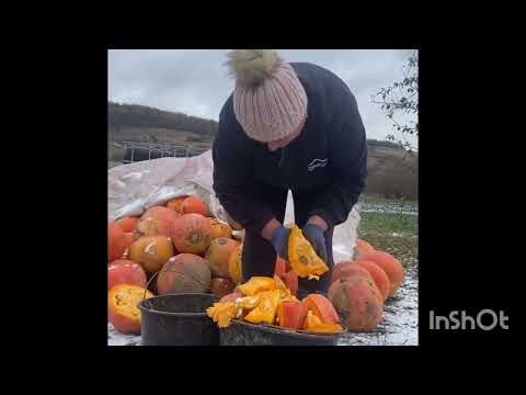 Видео: ГАРБУЗОВА ПРИНЦЕССА 