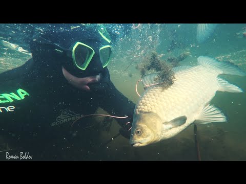 Видео: Гигантские КАРАСИ в Камыше, Много ЩУКИ, Глубокая Яма ФАРВАТЕРА - Подводная Охота 2021