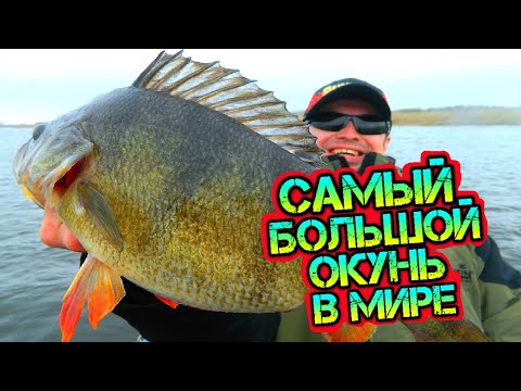 Видео: Пойман самый большой окунь в мире! ТОП-5 рекордно больших окуней когда либо пойманных