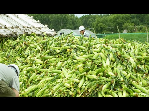 Видео: Процесс массового производства кукурузного супа.