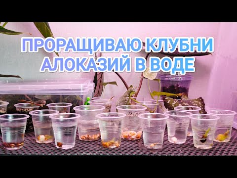 Видео: КЛУБНИ АЛОКАЗИЙ В ВОДЕ🫣 Делюсь нюансами проращивания, опытом, результатами😉 + сравнение со мхом