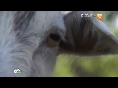Видео: Спасатели животный инстинкт ￼