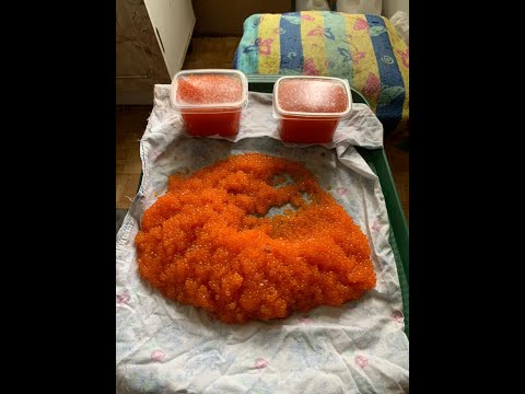 Видео: Готовим красную икру горбуши на рыбалке в Умбе Cooking red salmon caviar on a fishing trip in Umba