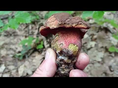 Видео: ГРИБИ СИНЯКИ !