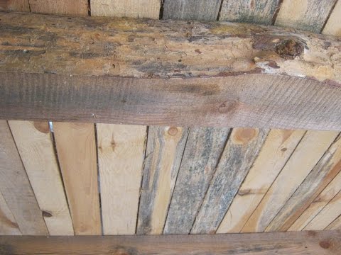 Видео: Как избавиться от шашеля, просто и бесплатно. Новый метод!!!