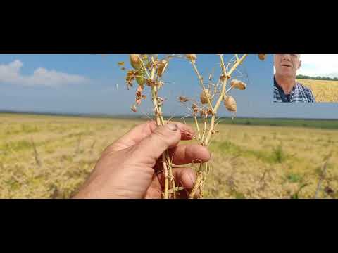 Видео: Нут Боковский белосемянный готовится к уборке