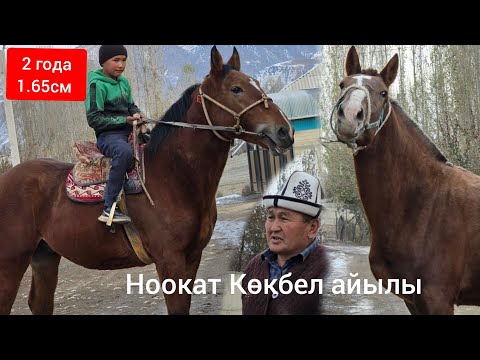 Видео: ЧЫКТЫ САТЫЛДЫ 