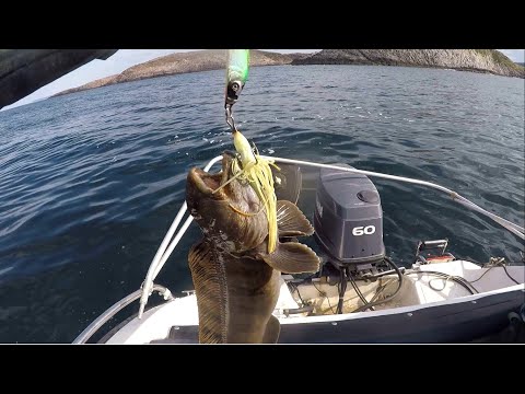 Видео: Рыбалка в Баренцевом море. Зубатка одна за одной.